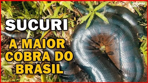 Sucuri